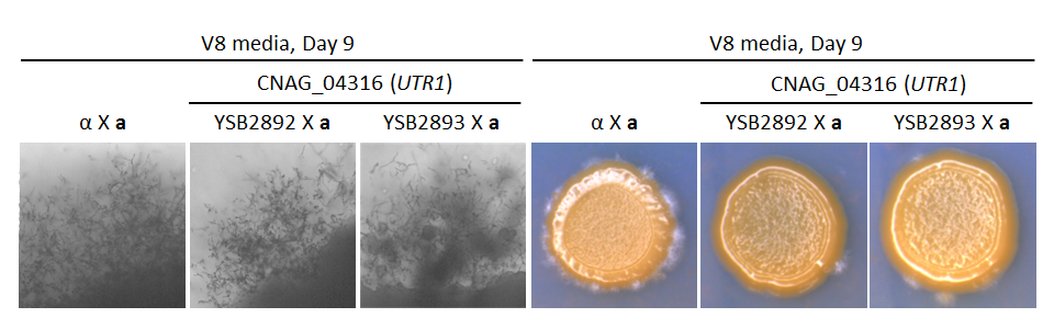 Growth phenotype for CNAG_04316T0