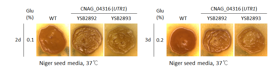 Melanin phenotype for CNAG_04316T0