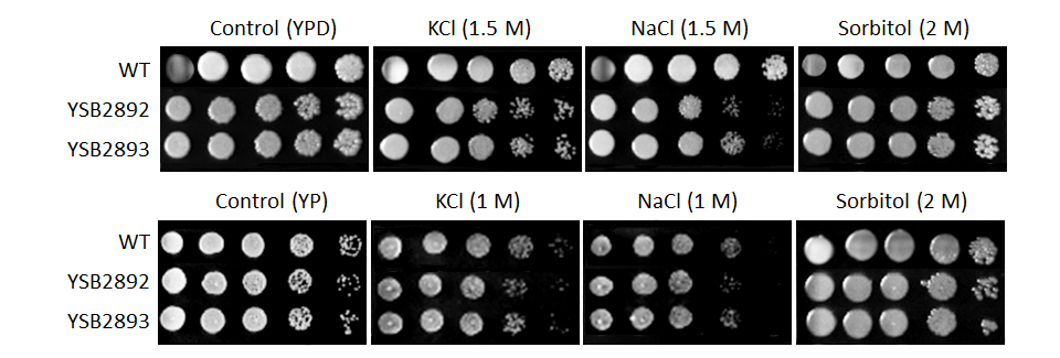 Osmotic stress phenotype for CNAG_04316T0