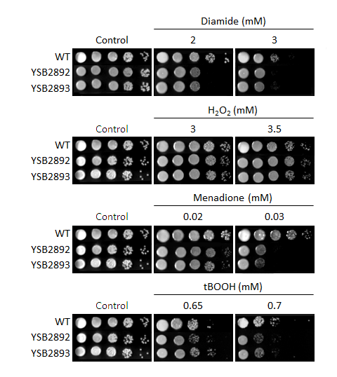 Oxidative stress phenotype for CNAG_04316T0