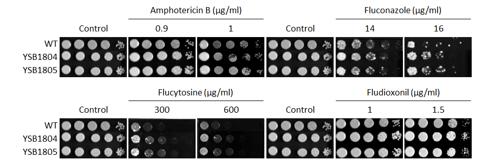 Antifungal drug susceptibility for CNAG_04408T0