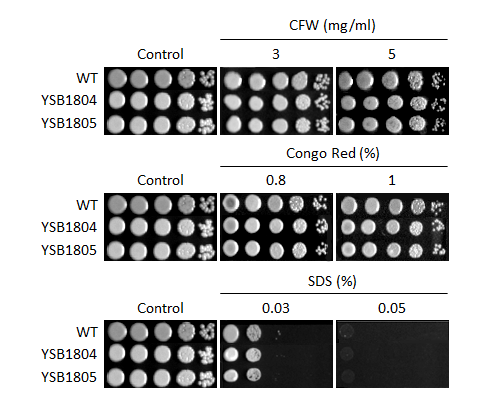 Cell wall stress phenotype for CNAG_04408T0