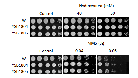 Genotoxic stress phenotype for CNAG_04408T0