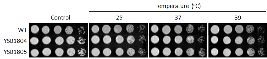 Growth phenotype for CNAG_04408T0