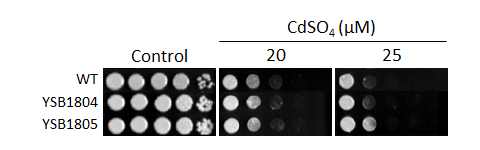 Heavy metal stress phenotype for CNAG_04408T0