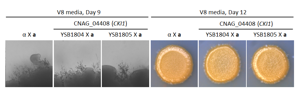 Growth phenotype for CNAG_04408T0