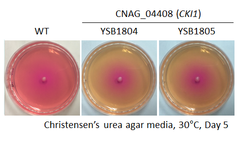 Urease phenotype for CNAG_04408T0