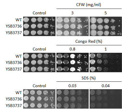 Cell wall stress phenotype for CNAG_04433T0