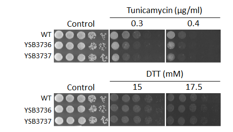 ER stress phenotype for CNAG_04433T0