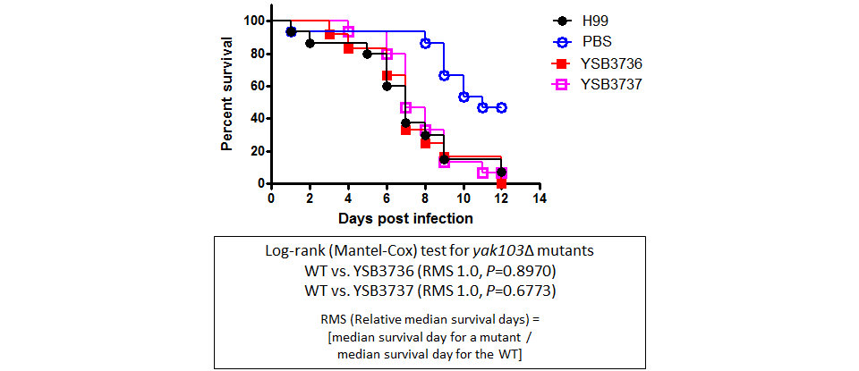 Galleria mellonella virulence data for CNAG_04433T0