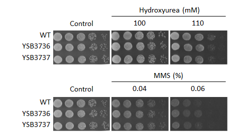 Genotoxic stress phenotype for CNAG_04433T0