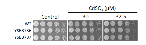 Heavy metal stress phenotype for CNAG_04433T0