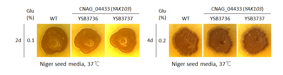 Melanin phenotype for CNAG_04433T0
