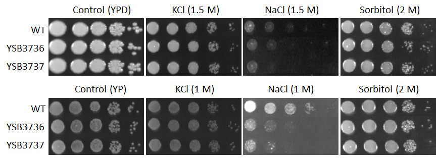 Osmotic stress phenotype for CNAG_04433T0