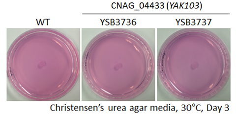 Urease phenotype for CNAG_04433T0