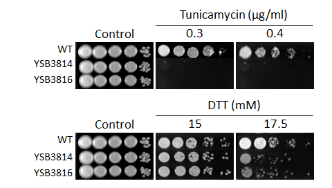 ER stress phenotype for CNAG_04514T0