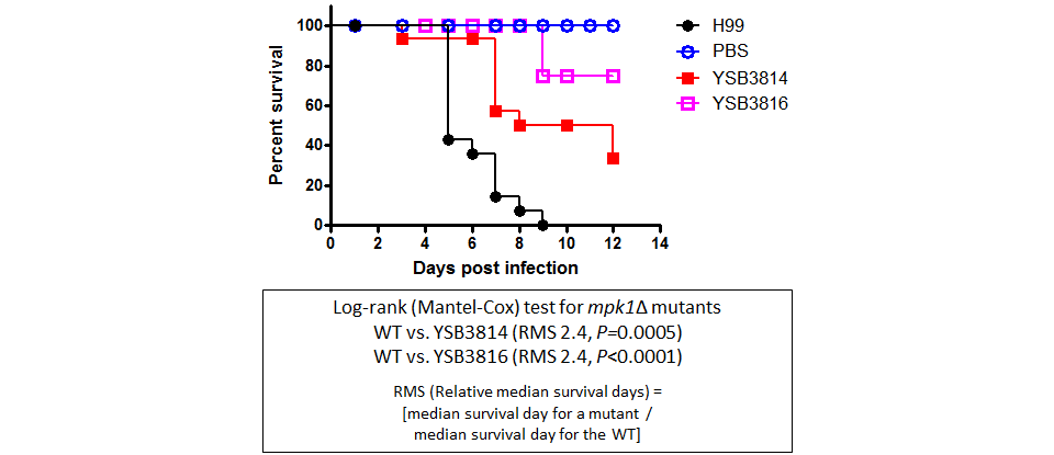 Galleria mellonella virulence data for CNAG_04514T0