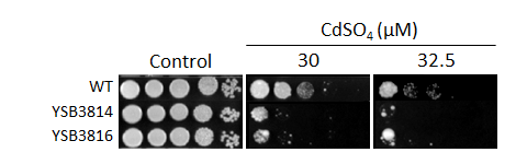Heavy metal stress phenotype for CNAG_04514T0