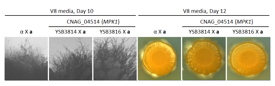 Growth phenotype for CNAG_04514T0
