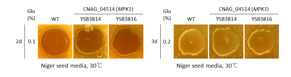 Melanin phenotype for CNAG_04514T0