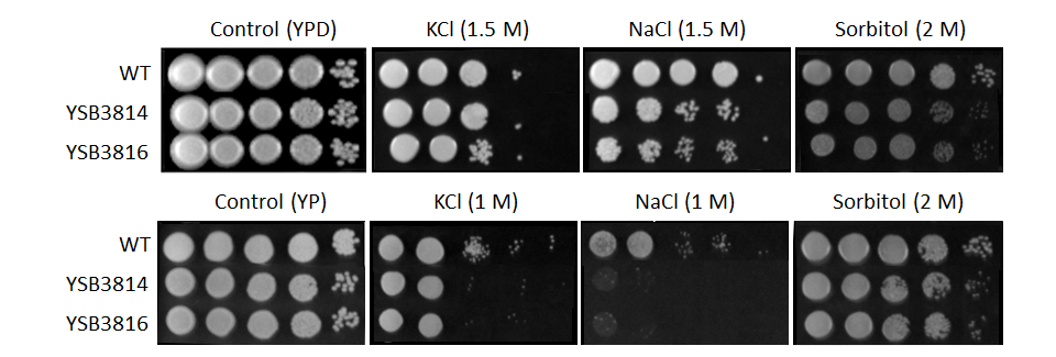 Osmotic stress phenotype for CNAG_04514T0