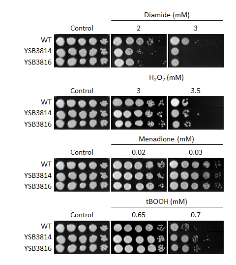 Oxidative stress phenotype for CNAG_04514T0