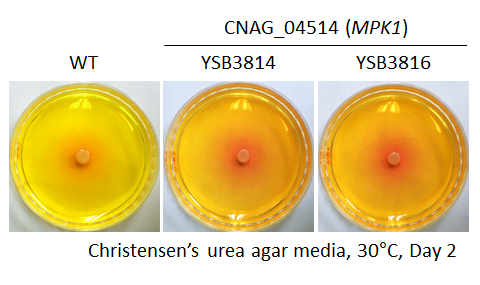 Urease phenotype for CNAG_04514T0