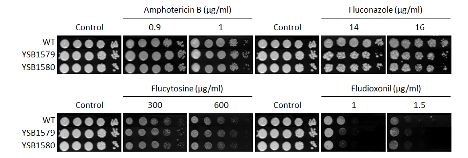 Antifungal drug susceptibility for CNAG_04631T0