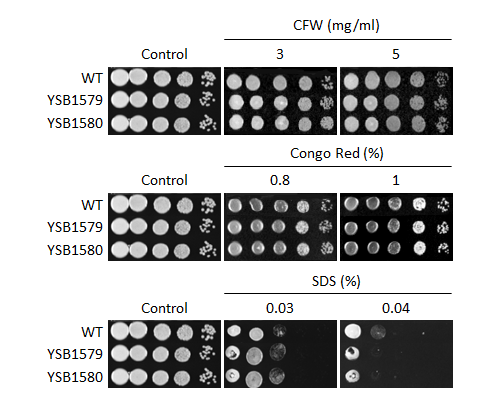 Cell wall stress phenotype for CNAG_04631T0