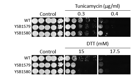 ER stress phenotype for CNAG_04631T0