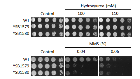 Genotoxic stress phenotype for CNAG_04631T0