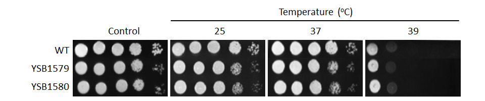 Growth phenotype for CNAG_04631T0