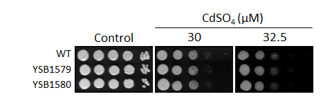 Heavy metal stress phenotype for CNAG_04631T0
