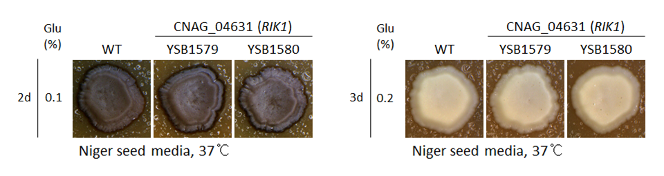 Melanin phenotype for CNAG_04631T0