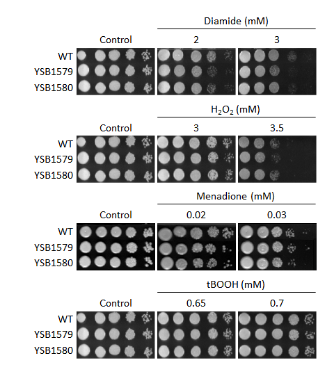 Oxidative stress phenotype for CNAG_04631T0