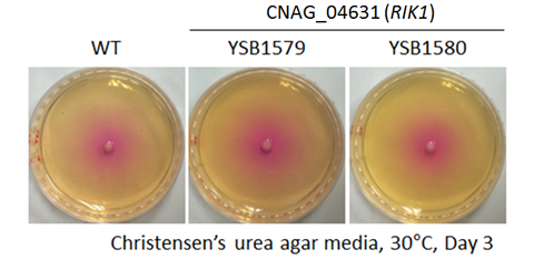Urease phenotype for CNAG_04631T0