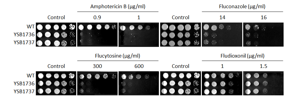 Antifungal drug susceptibility for CNAG_04678T0