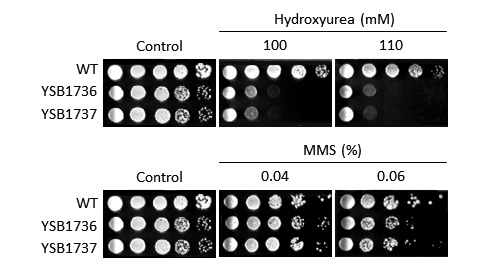 Genotoxic stress phenotype for CNAG_04678T0