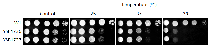 Growth phenotype for CNAG_04678T0