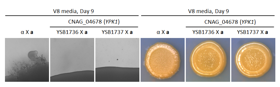 Growth phenotype for CNAG_04678T0