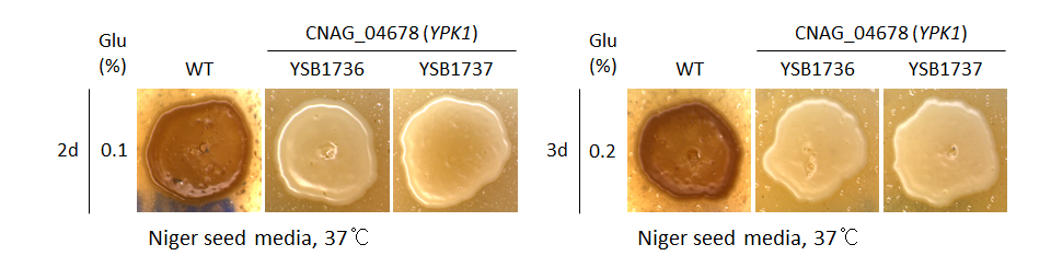 Melanin phenotype for CNAG_04678T0