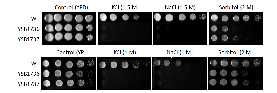 Osmotic stress phenotype for CNAG_04678T0