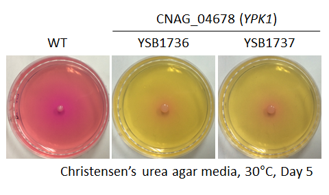 Urease phenotype for CNAG_04678T0