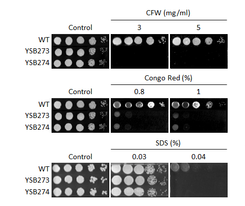 Cell wall stress phenotype for CNAG_04755T0