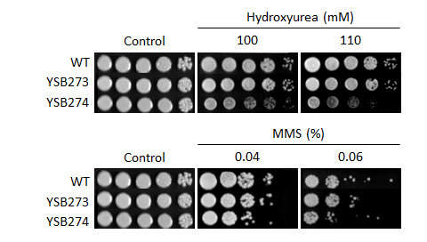 Genotoxic stress phenotype for CNAG_04755T0