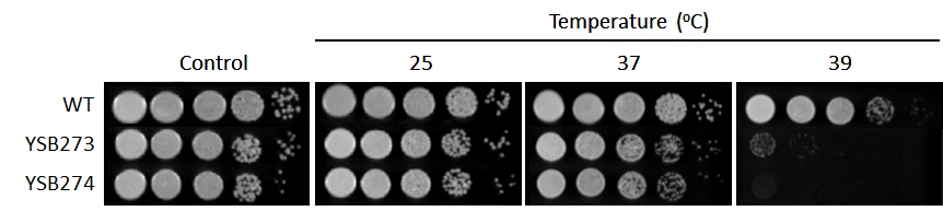 Growth phenotype for CNAG_04755T0