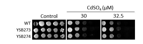 Heavy metal stress phenotype for CNAG_04755T0