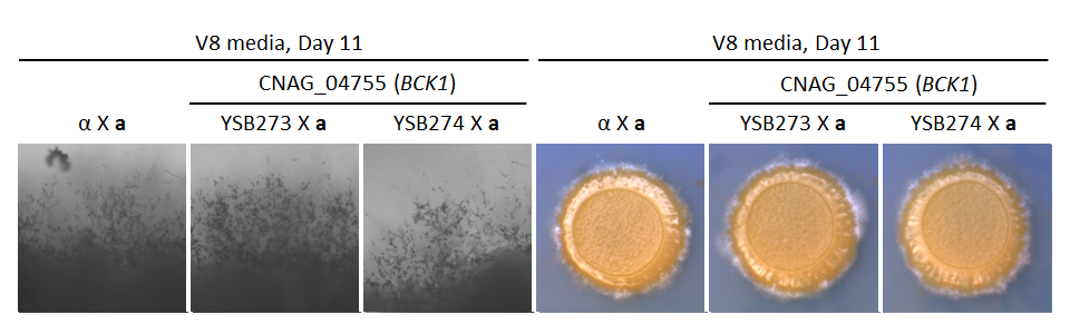 Growth phenotype for CNAG_04755T0
