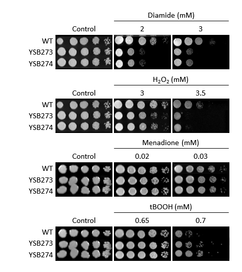 Oxidative stress phenotype for CNAG_04755T0