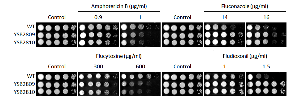 Antifungal drug susceptibility for CNAG_04821T0